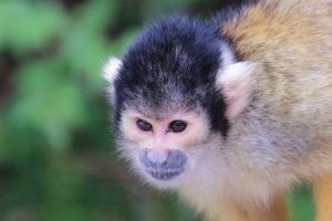 Black-capped squirrel monkey looking curiously