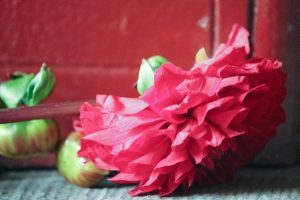 Flower on window sill in Dordrecht