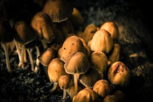 Group of Mushrooms at the base of a tree