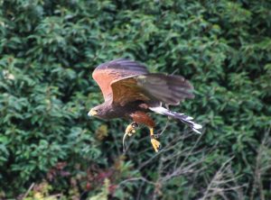 Harris's hawk in flight