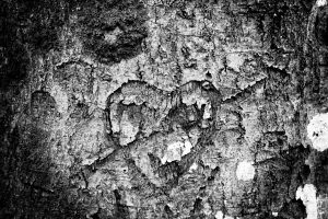 Heart cut in a tree