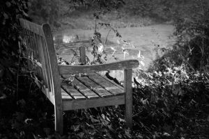 Bench in the middle of a park