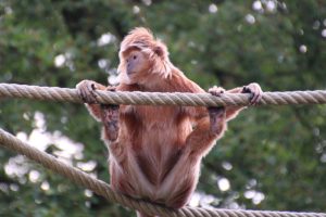 Javan lutung