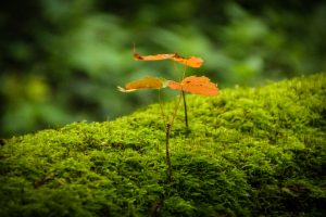 New life on a cut down tree