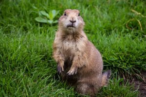 Prairie dog looking at me