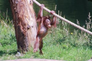 Young Orangutan hanging from a rope