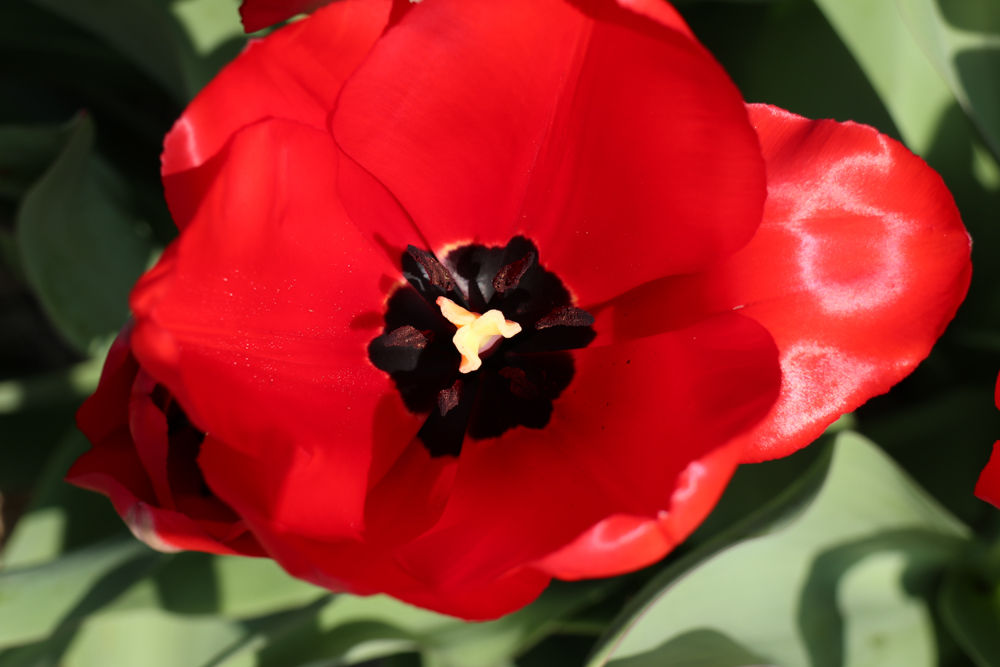 tulip stamen and pistils